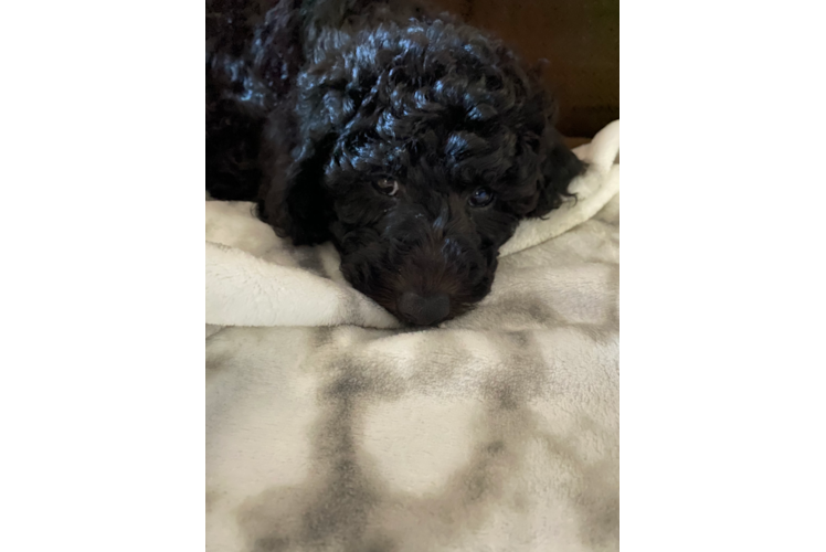 Mini Goldendoodle Puppy for Adoption