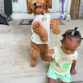 Happy Mini Goldendoodle Pup