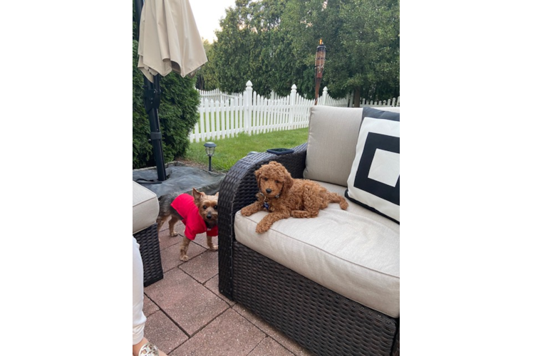 Popular Mini Goldendoodle Poodle Mix Pup