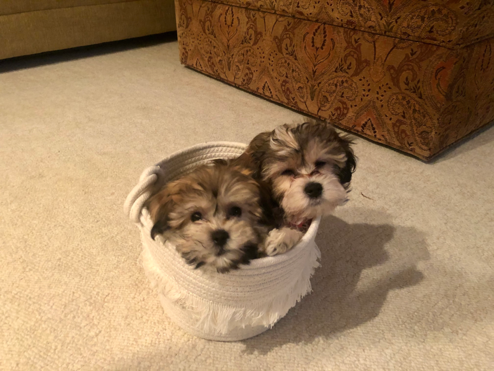 Adorable Havanese Designer Pup