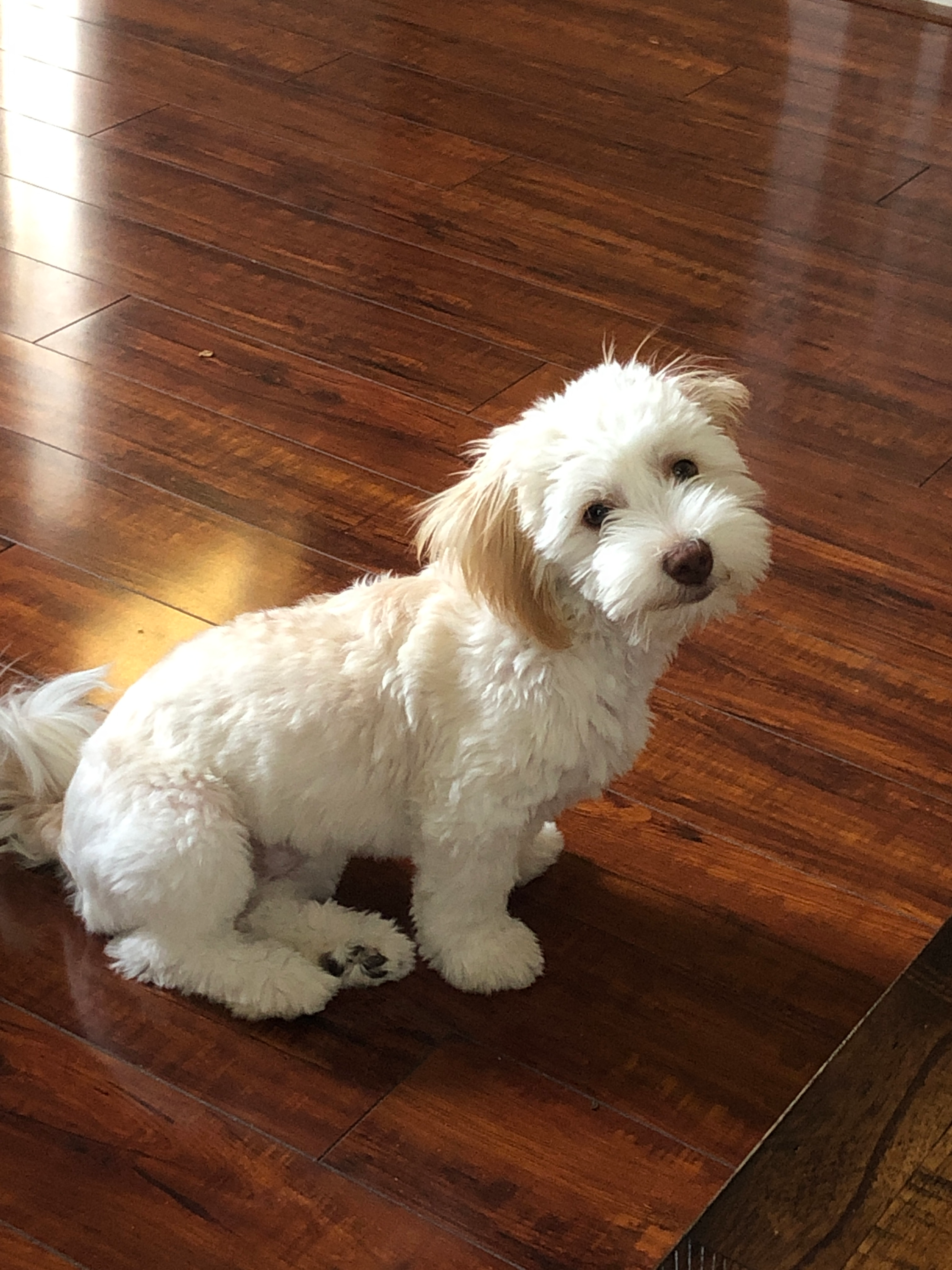 Havanese Pup Being Cute