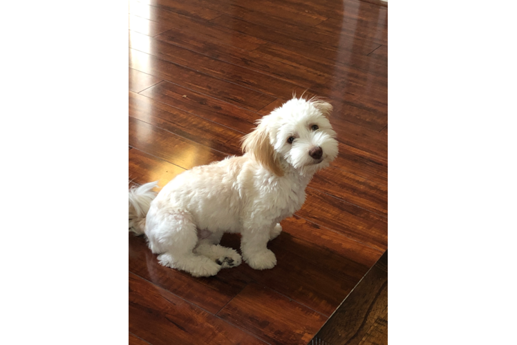 Havanese Pup Being Cute