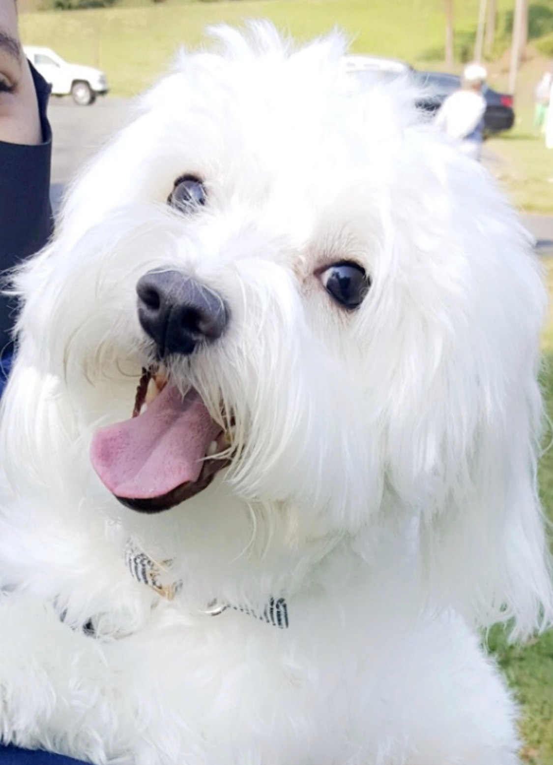 Little Havanese Baby