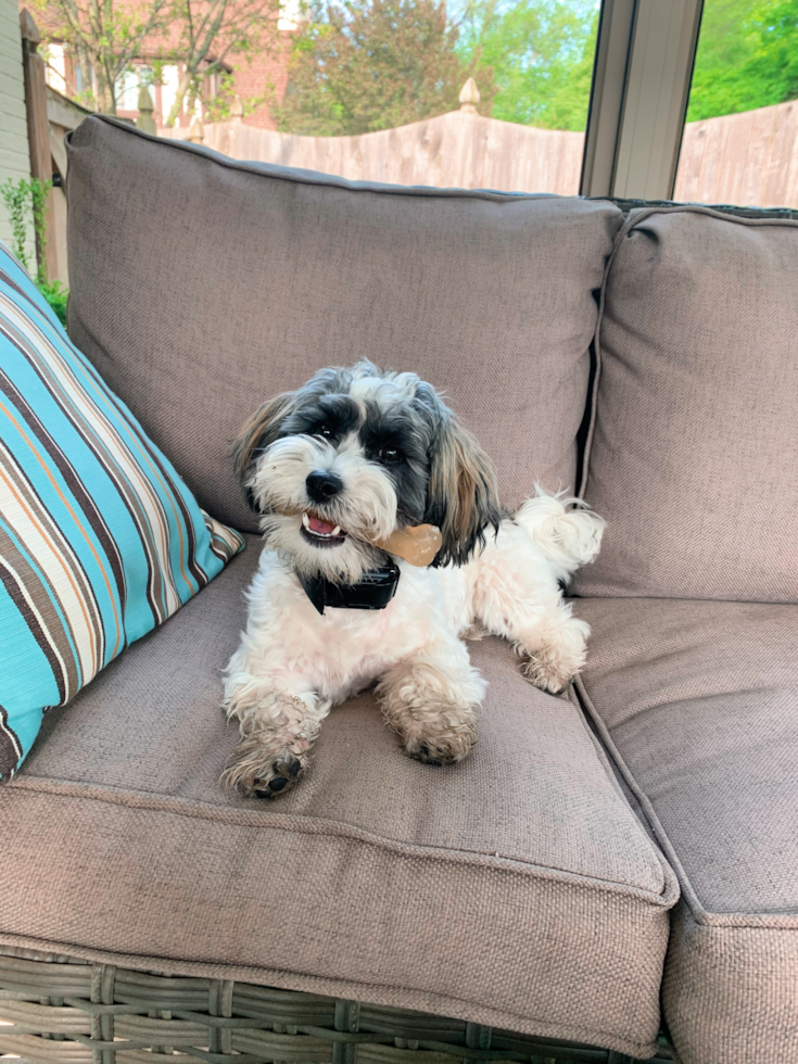 Havanese Being Cute