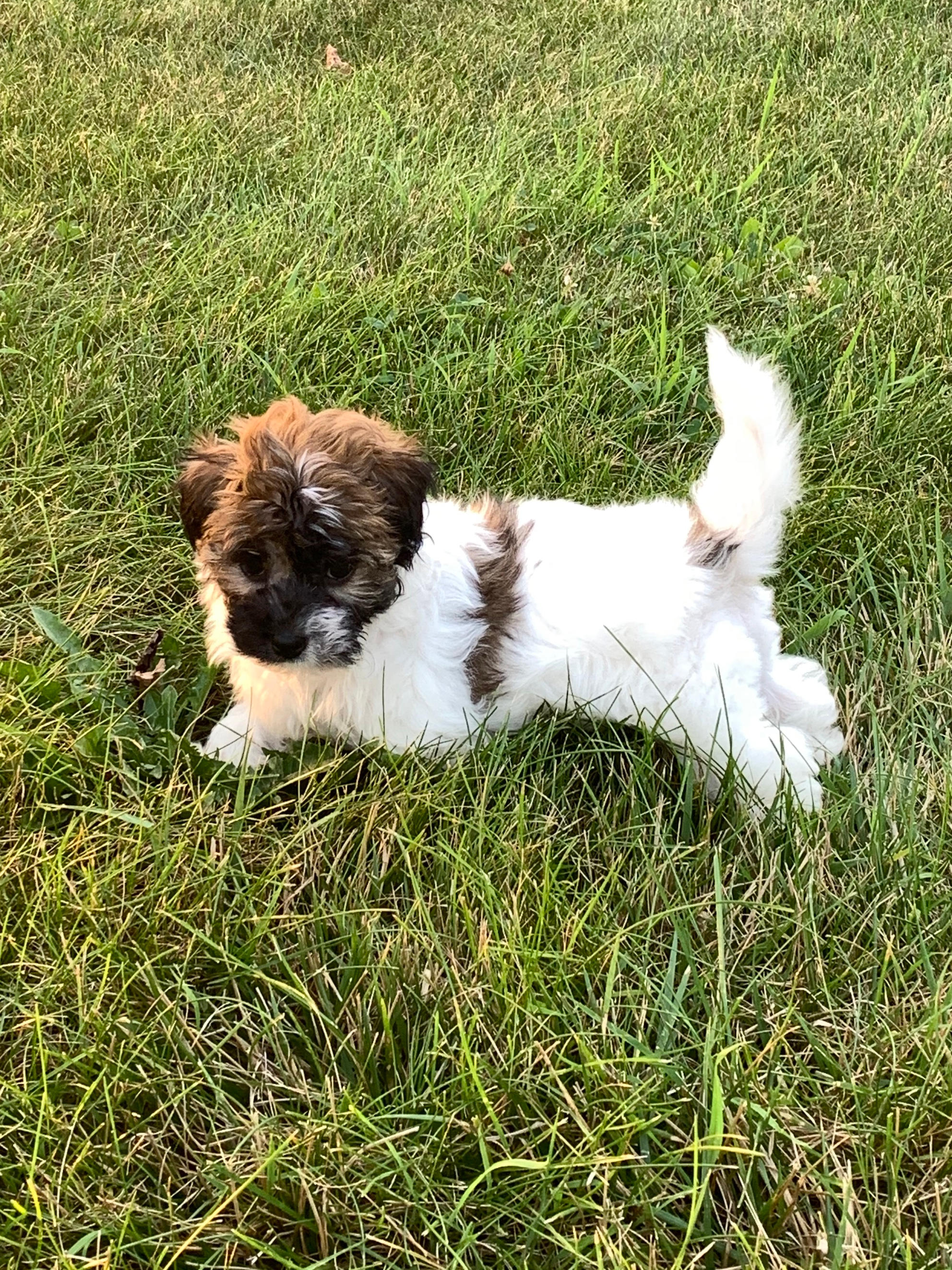 Havanese Pup Being Cute