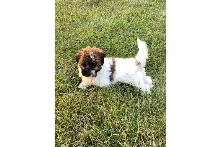 Havanese Pup Being Cute