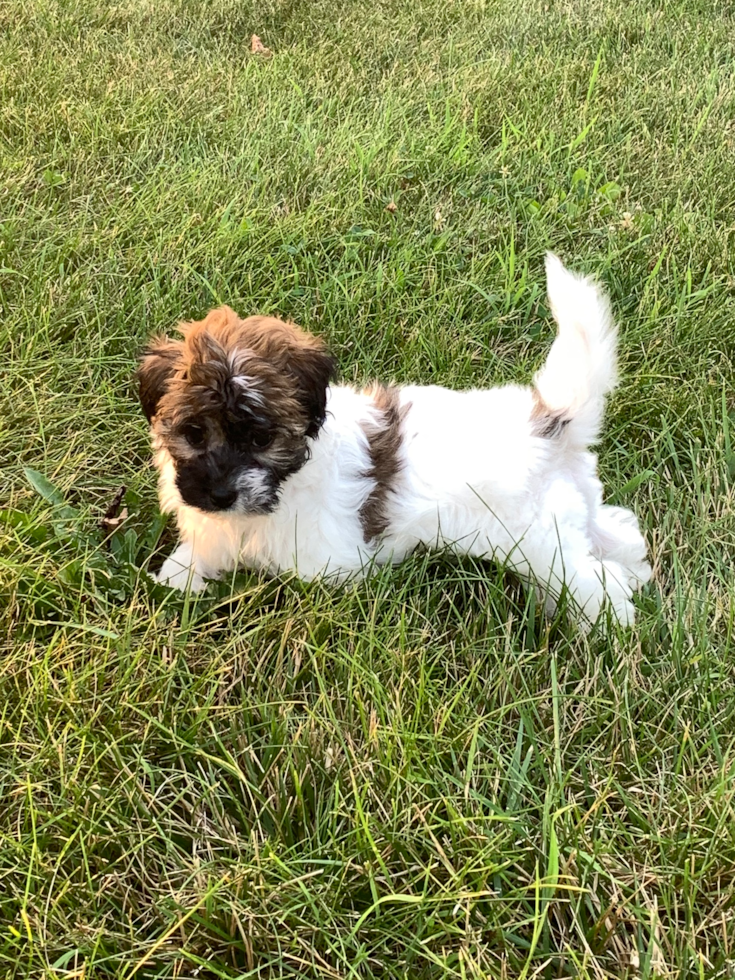 Dayton Havanese Pup