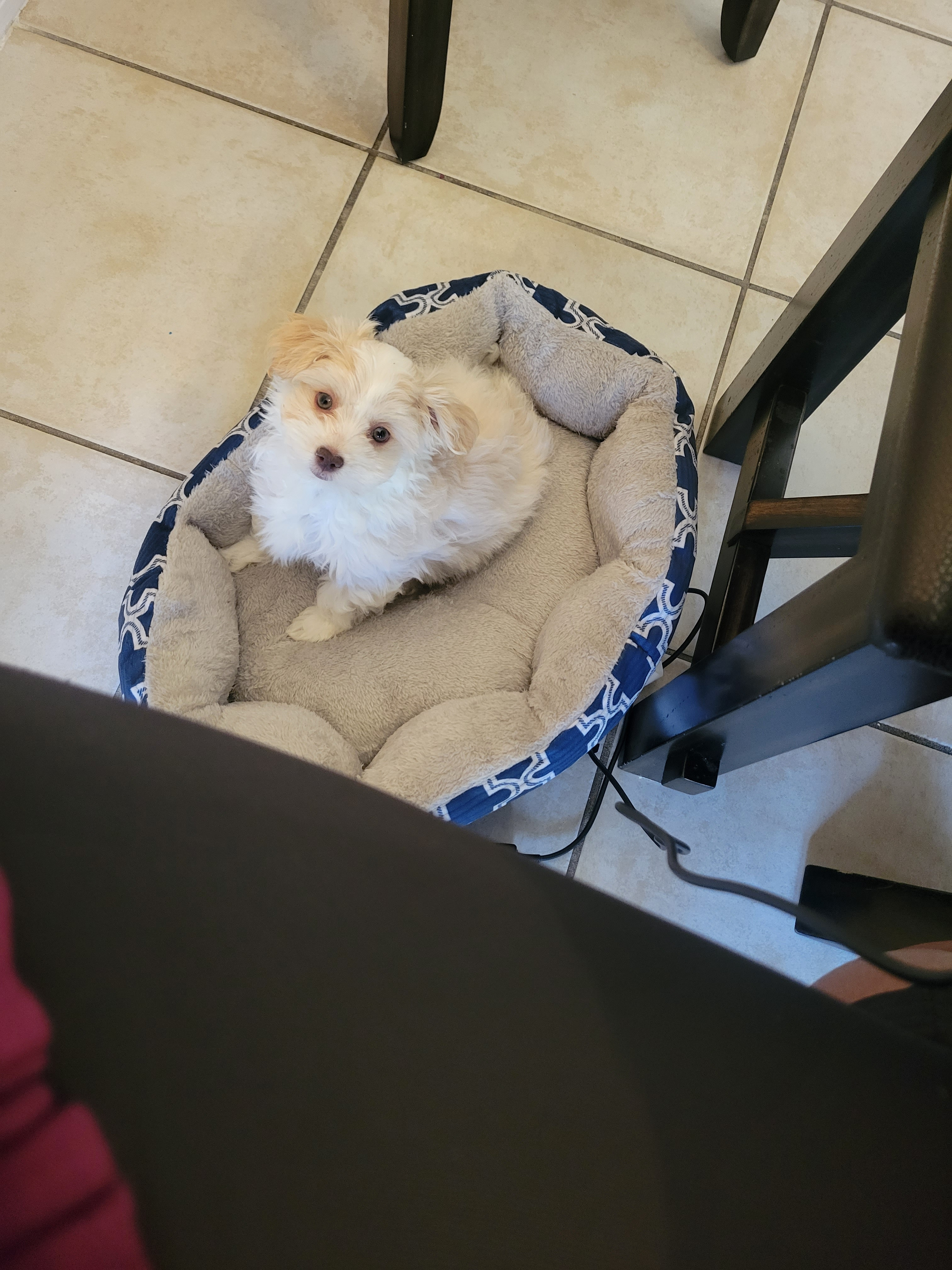 Playful Havanese Purebred Pup