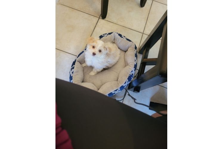 Playful Havanese Purebred Pup