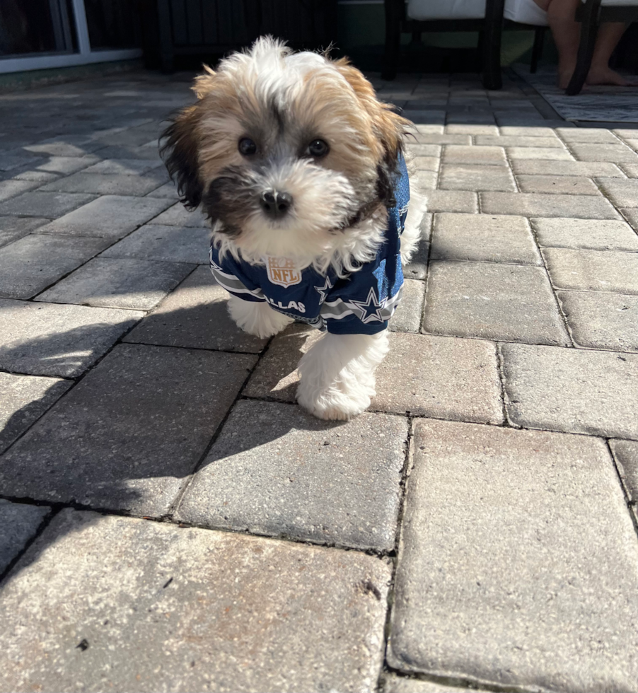 Funny Havanese Purebred Pup