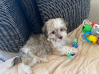 Happy Havanese Purebred Puppy