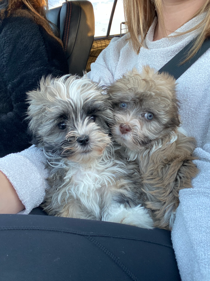 Adorable Havanese Pup in Kinzers PA