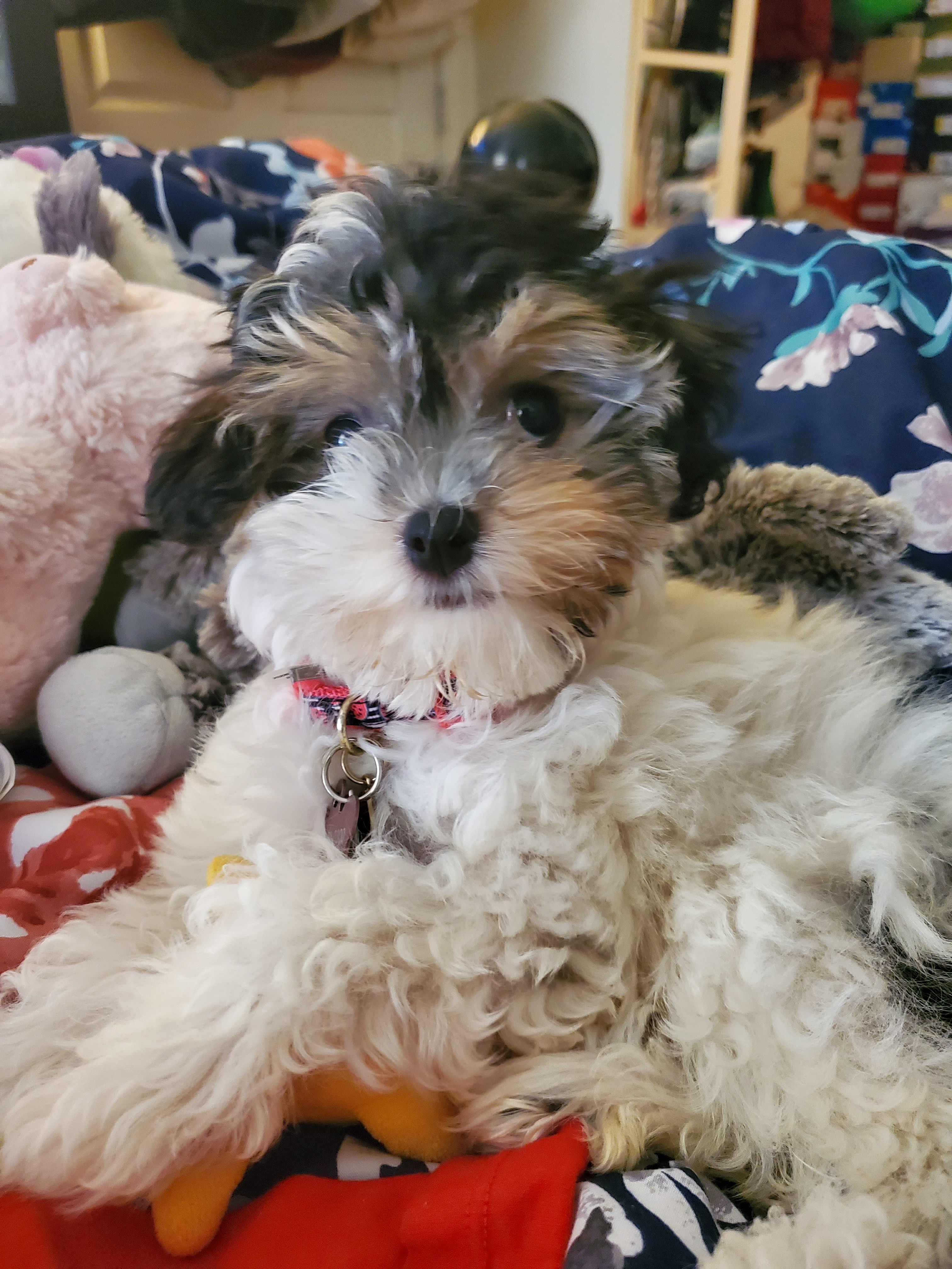 Havanese Pup Being Cute