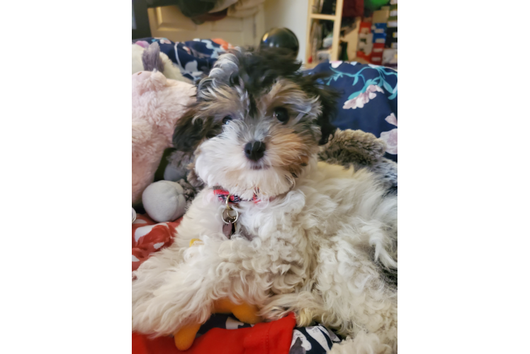 Havanese Pup Being Cute