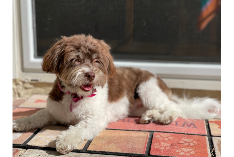 Havanese Puppy for Adoption