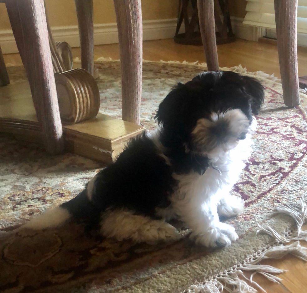 Akc Registered Havanese Pup