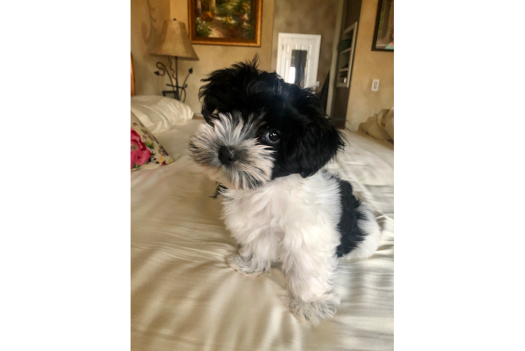 Havanese Pup Being Cute