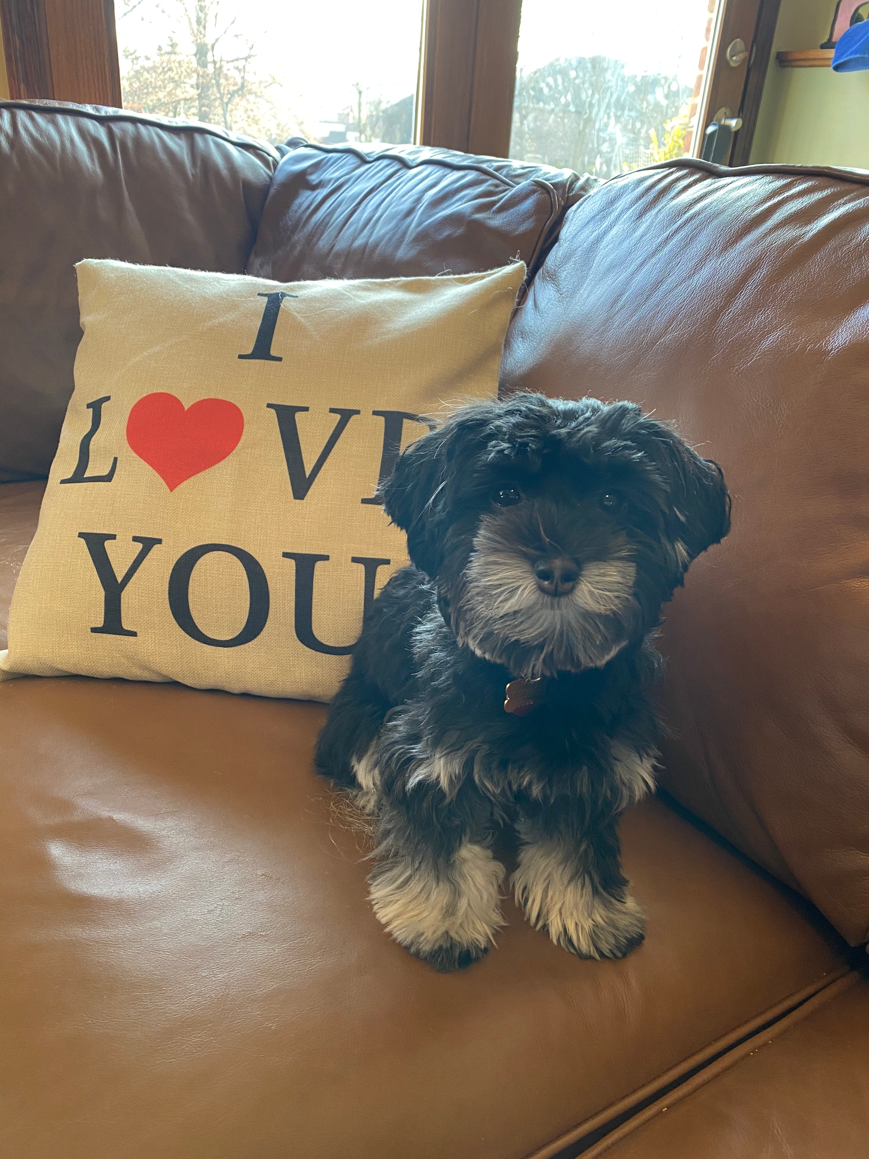 Best Havanese Baby