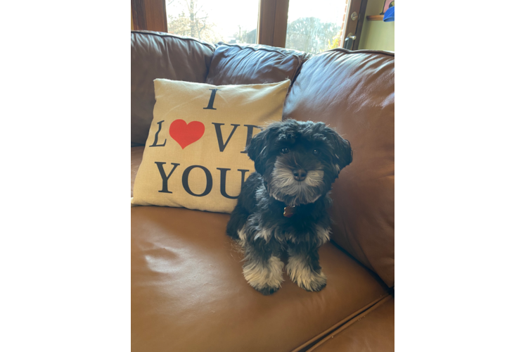 Best Havanese Baby