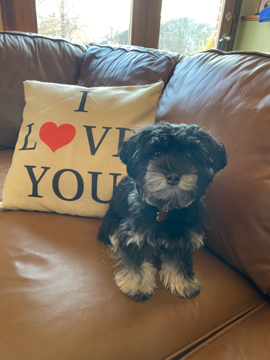 Sweet Havanese Purebred Pup