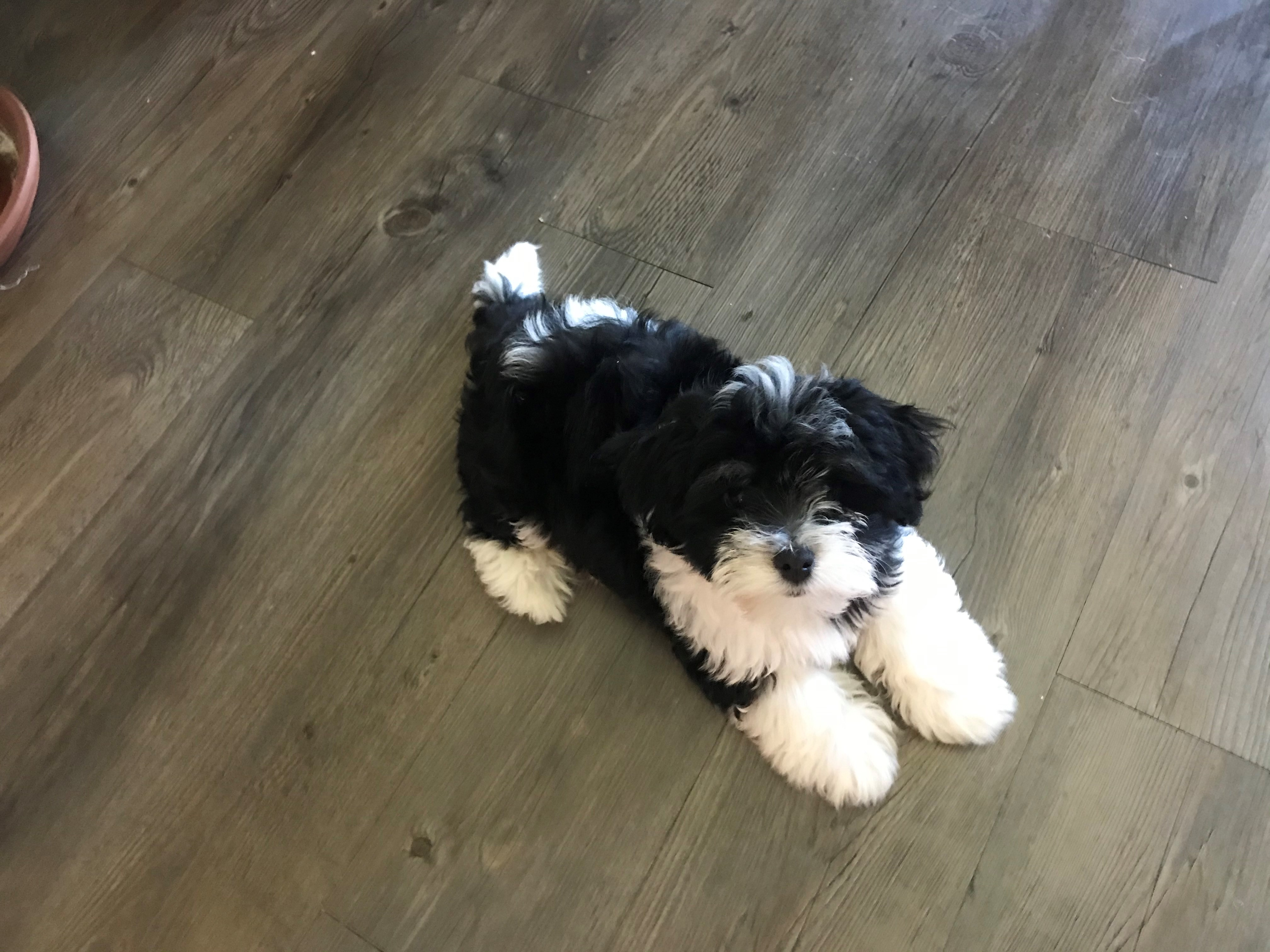 Havanese Pup Being Cute