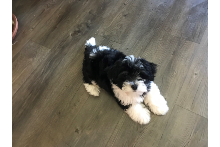 Havanese Pup Being Cute