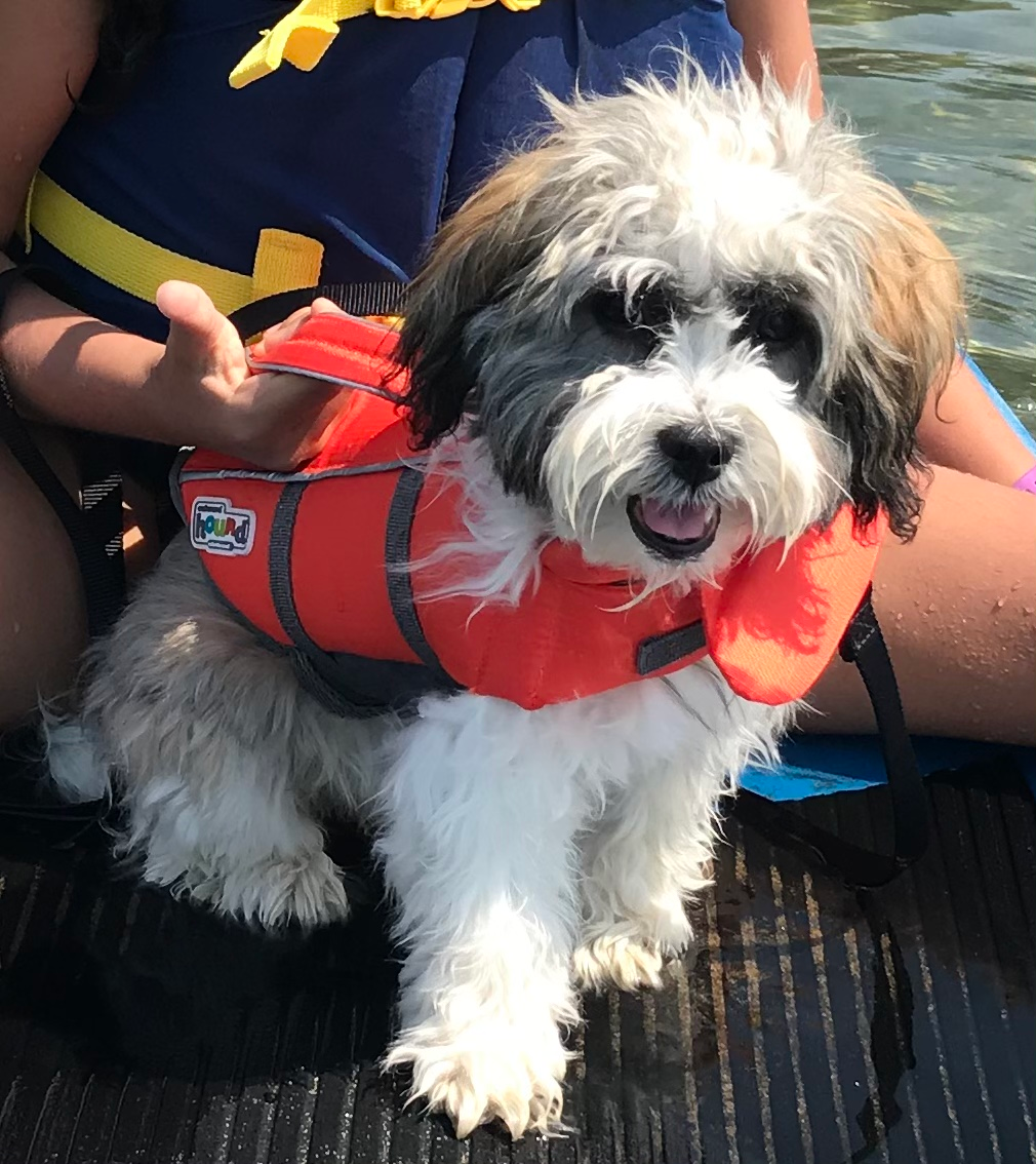 Small Havanese Baby