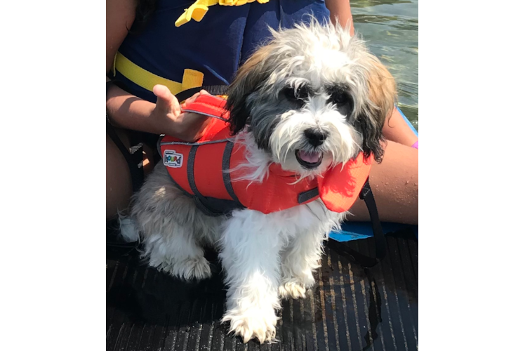 Small Havanese Baby