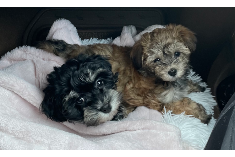 Friendly Havanese Baby