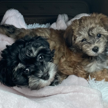 Plant City Havanese Pup