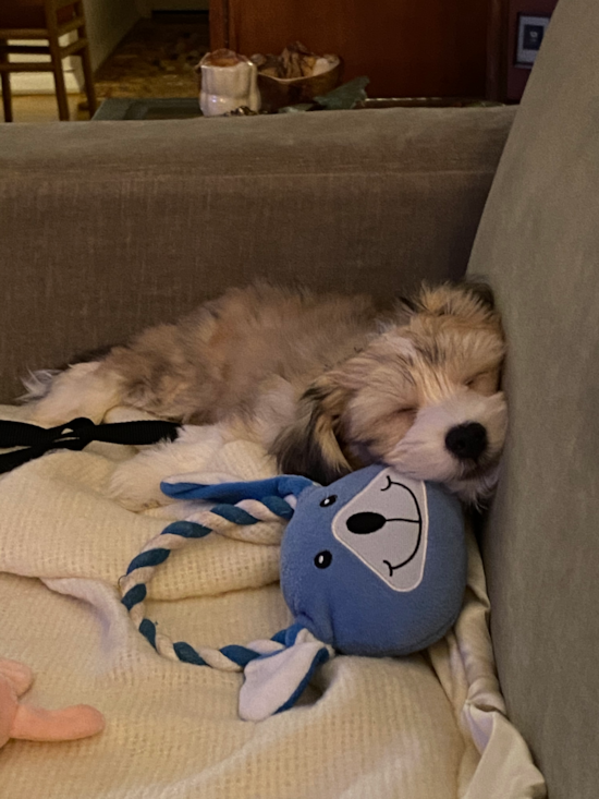 New York Havanese Pup