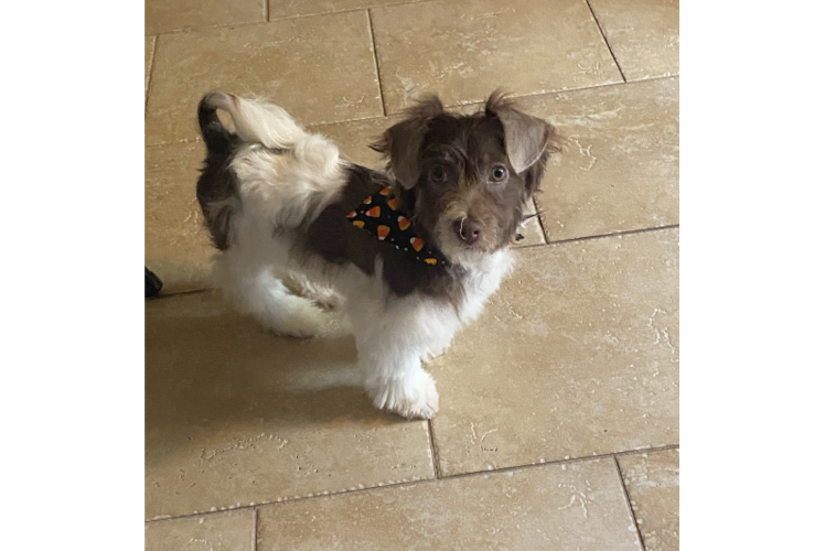 Sweet Havanese Purebred Puppy