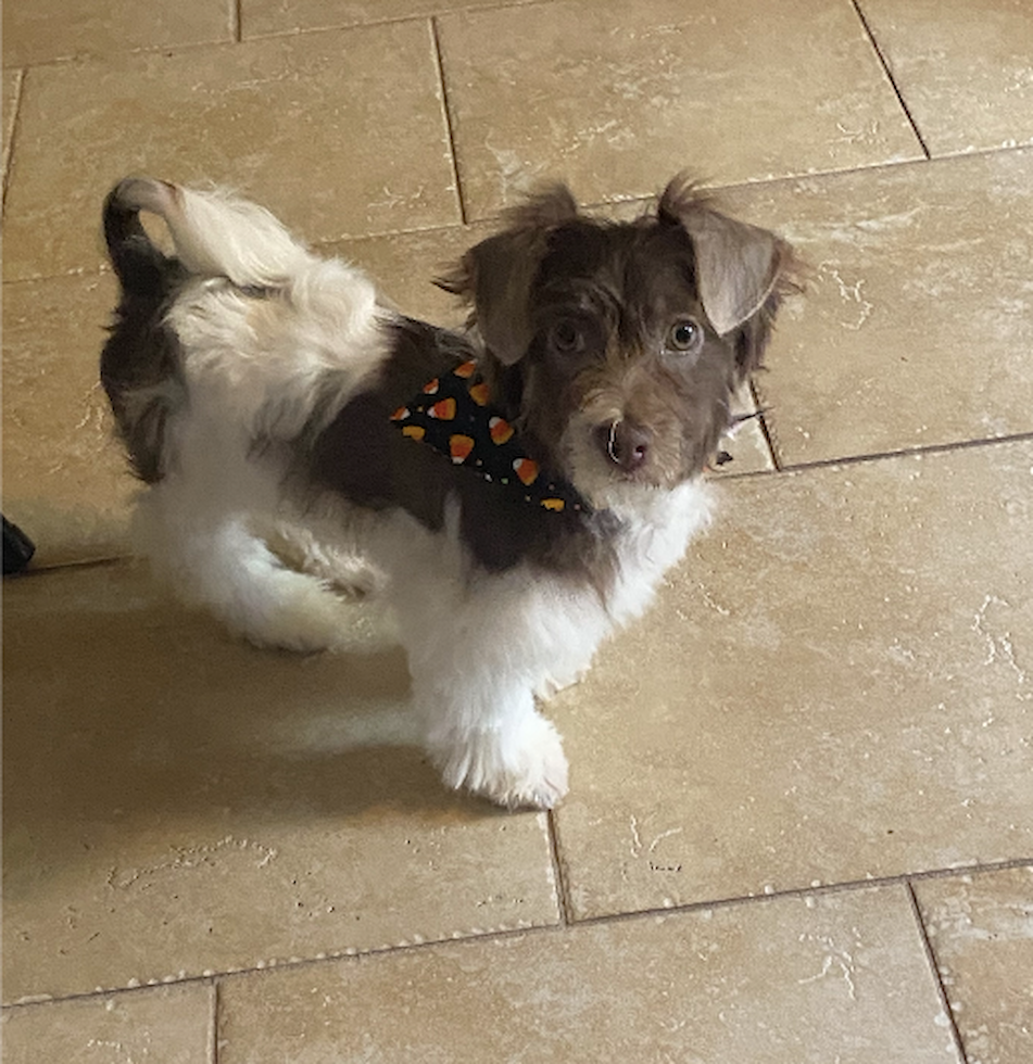 Energetic Havanese Purebred Pup