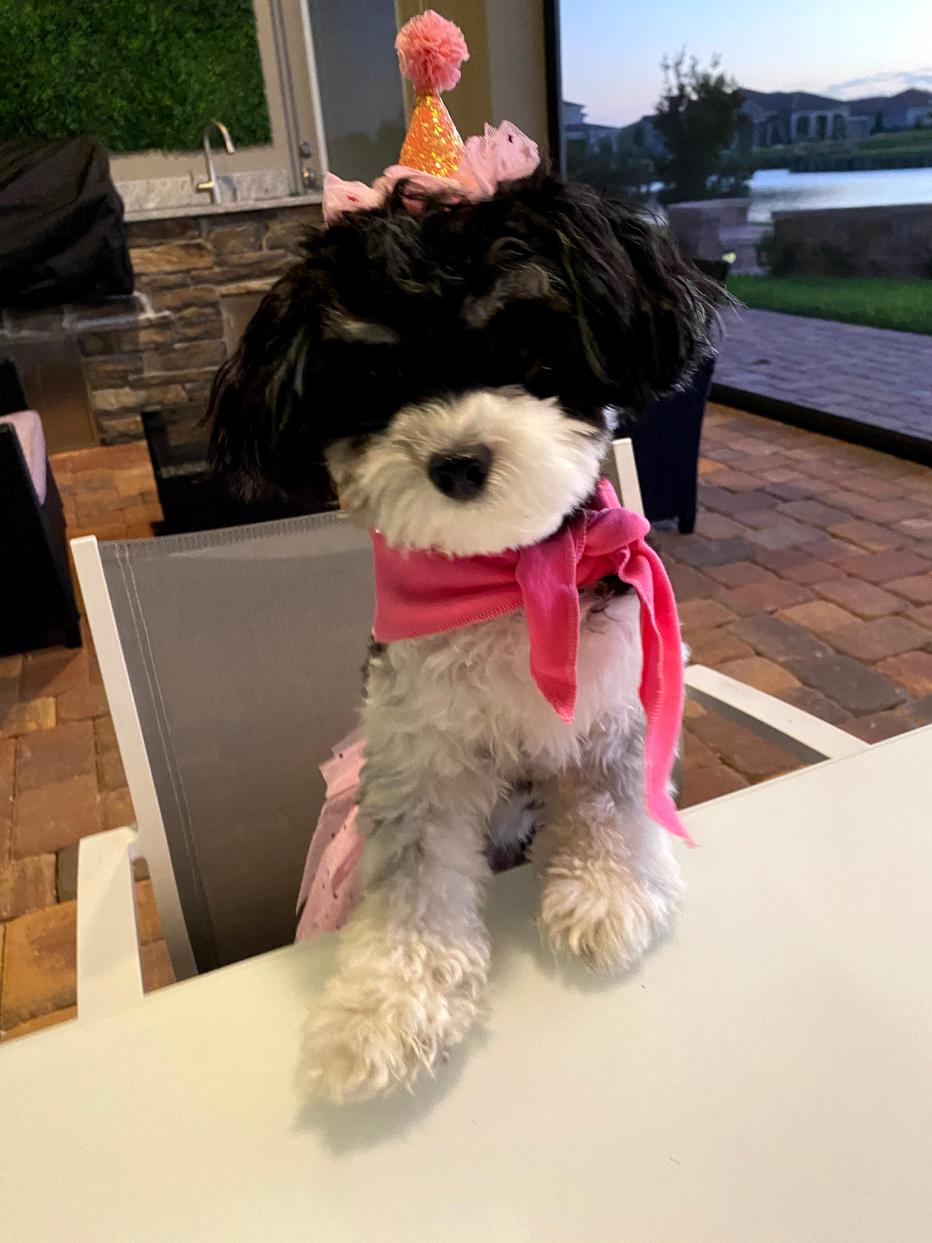 Hypoallergenic Havanese Baby