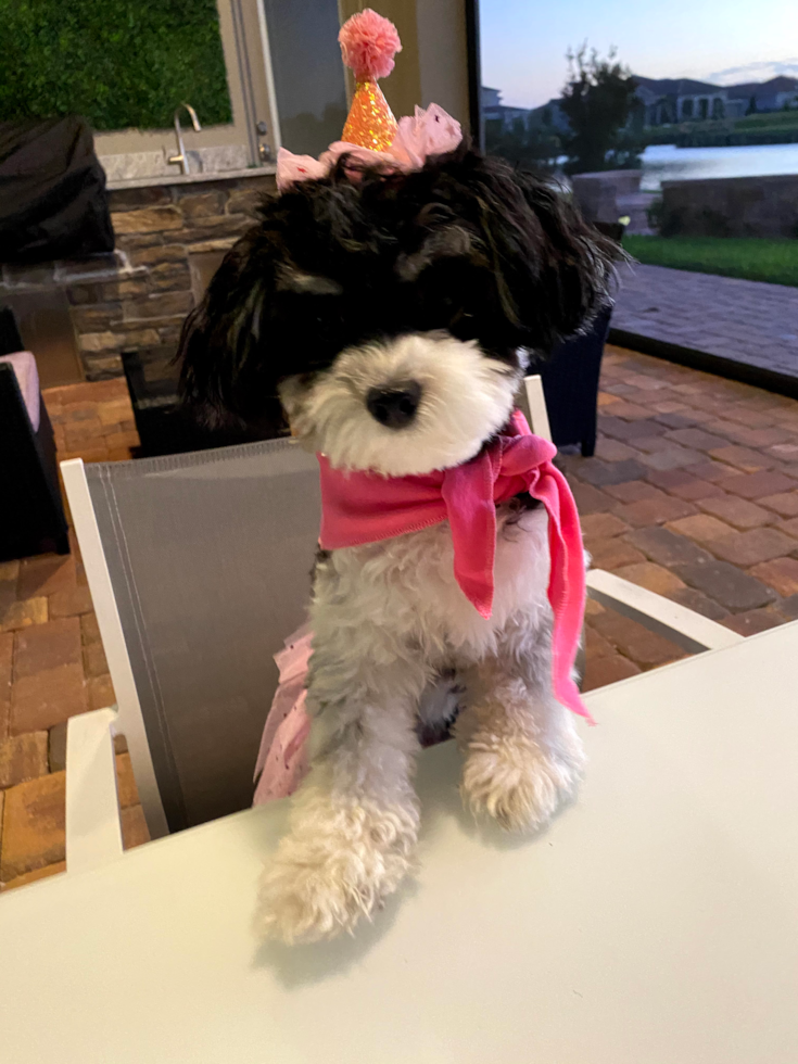 Fluffy Havanese Pup in Orlando FL