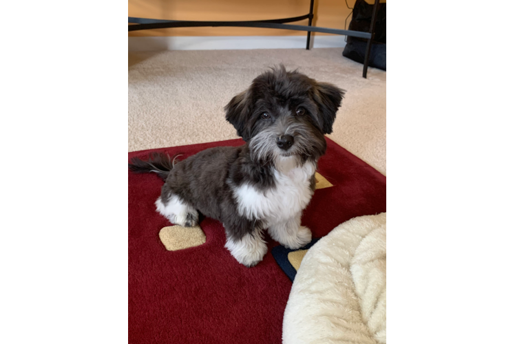 Akc Registered Havanese Purebred Pup