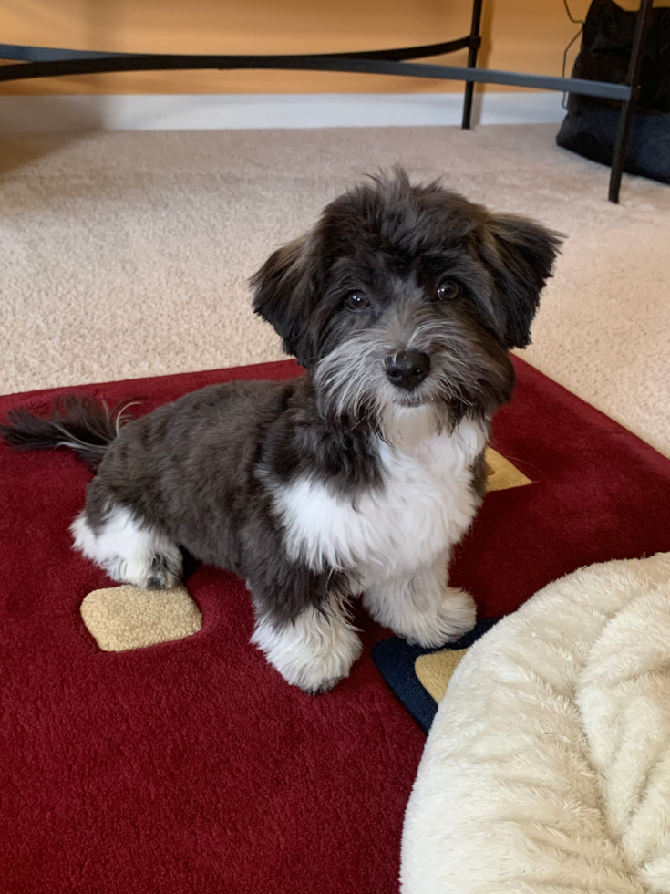 New Albany Havanese Pup