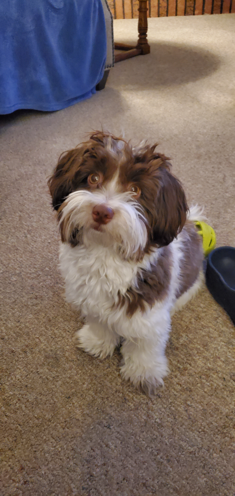 Happy Havanese Purebred Pup