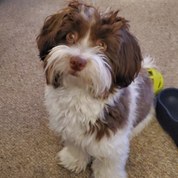 Playful Havanese Pup