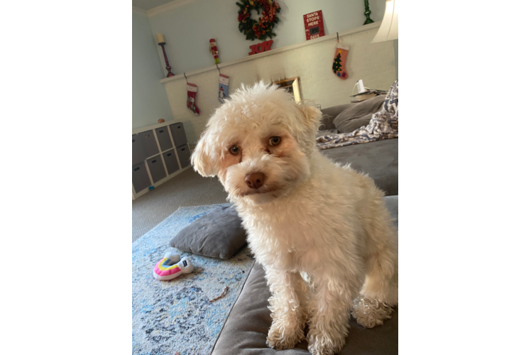 Funny Havanese Baby