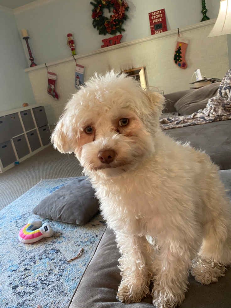 Saline Havanese Pup