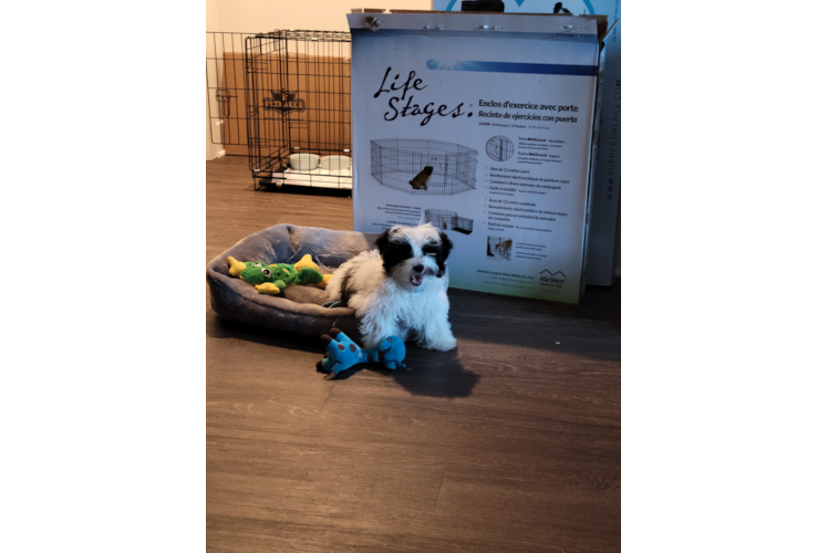 Sweet Havanese Purebred Puppy