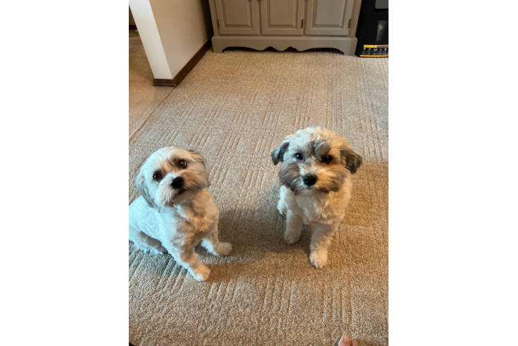 Havanese Pup Being Cute