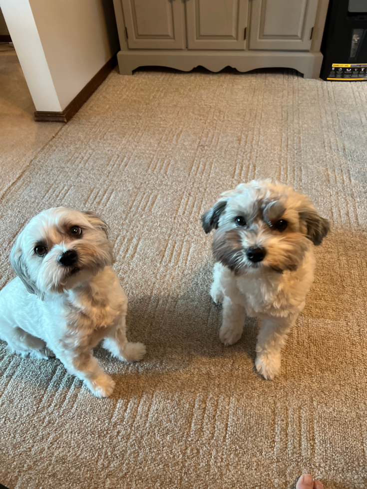 Playful Havanese Pup