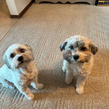 Playful Havanese Pup