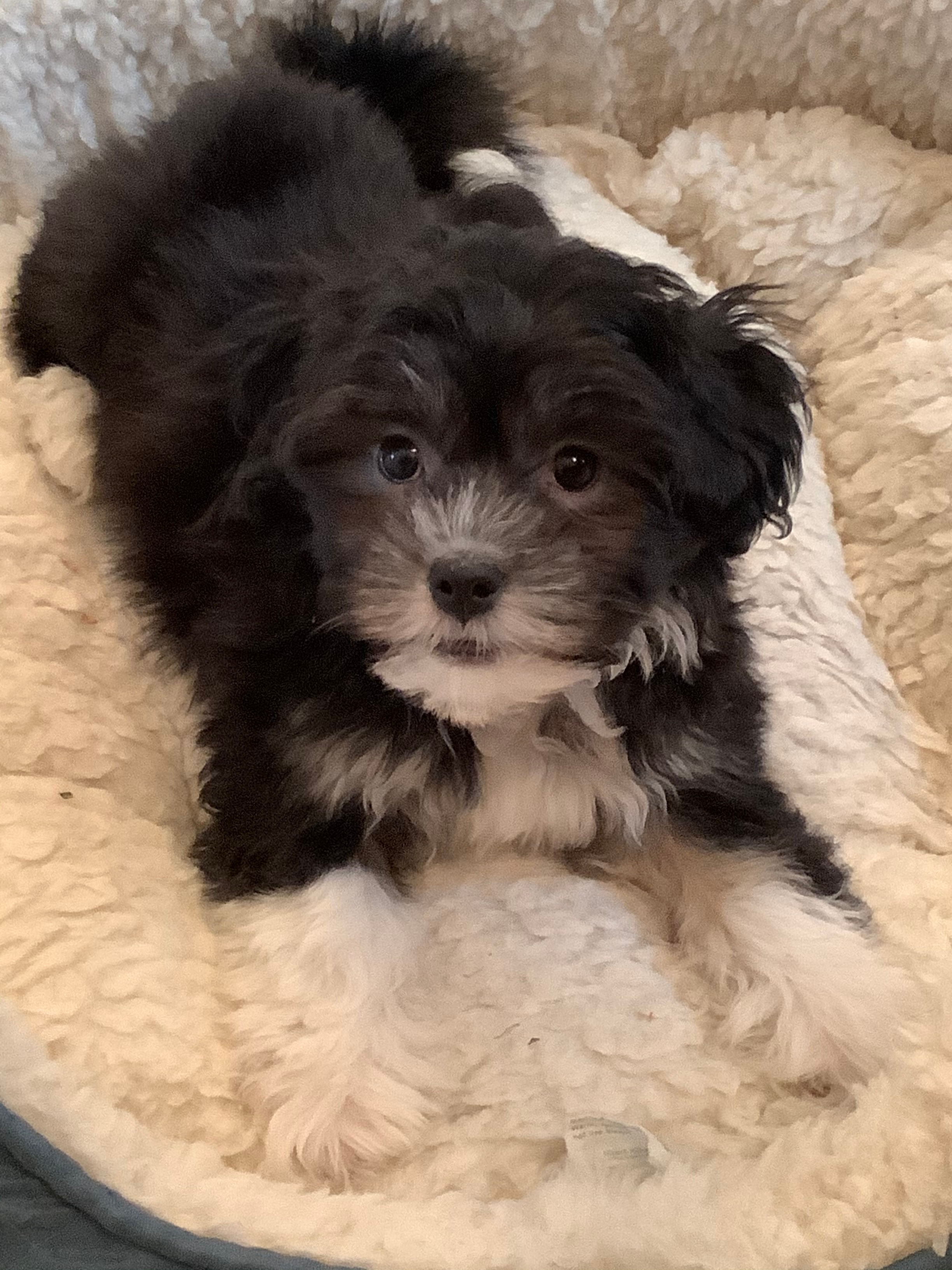 Havanese Pup Being Cute