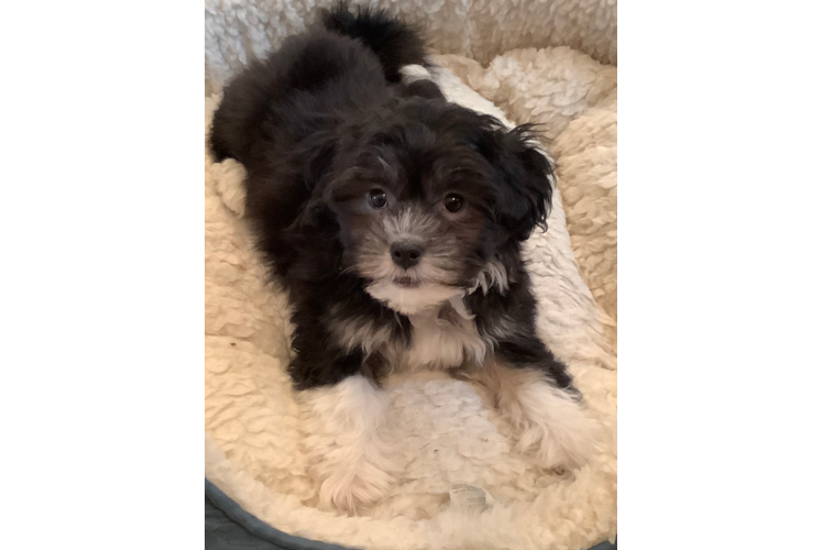 Havanese Pup Being Cute