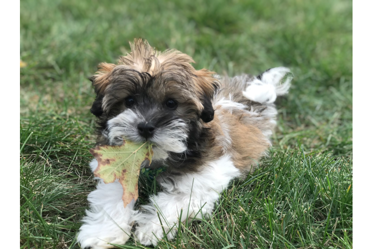 Fluffy Havanese Purebred Puppy