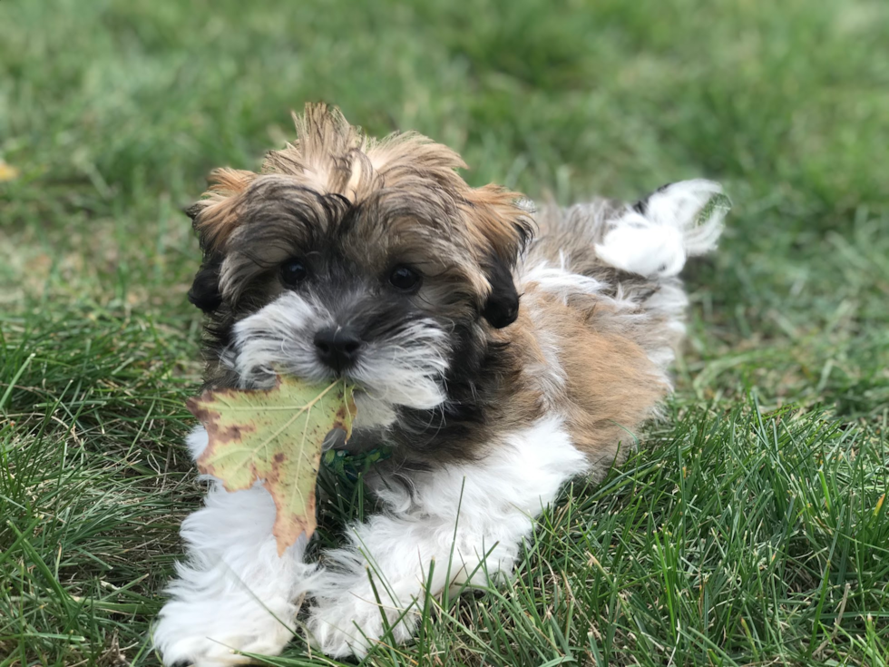 Havanese Being Cute