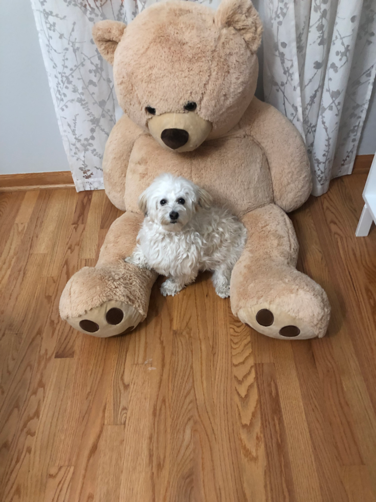 Hypoallergenic Havanese Pup